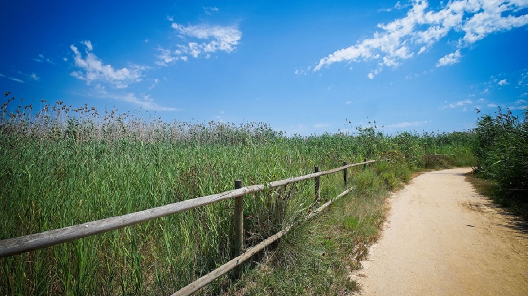 camino platja del remolar 