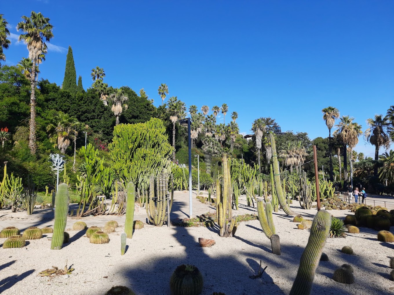 Le Jardin Cactus Barcelone