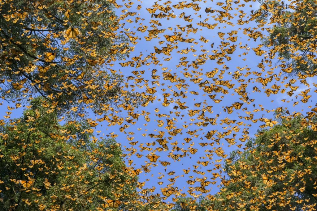 Saving the Monarchs, de Jaime Rojo para National Geographic