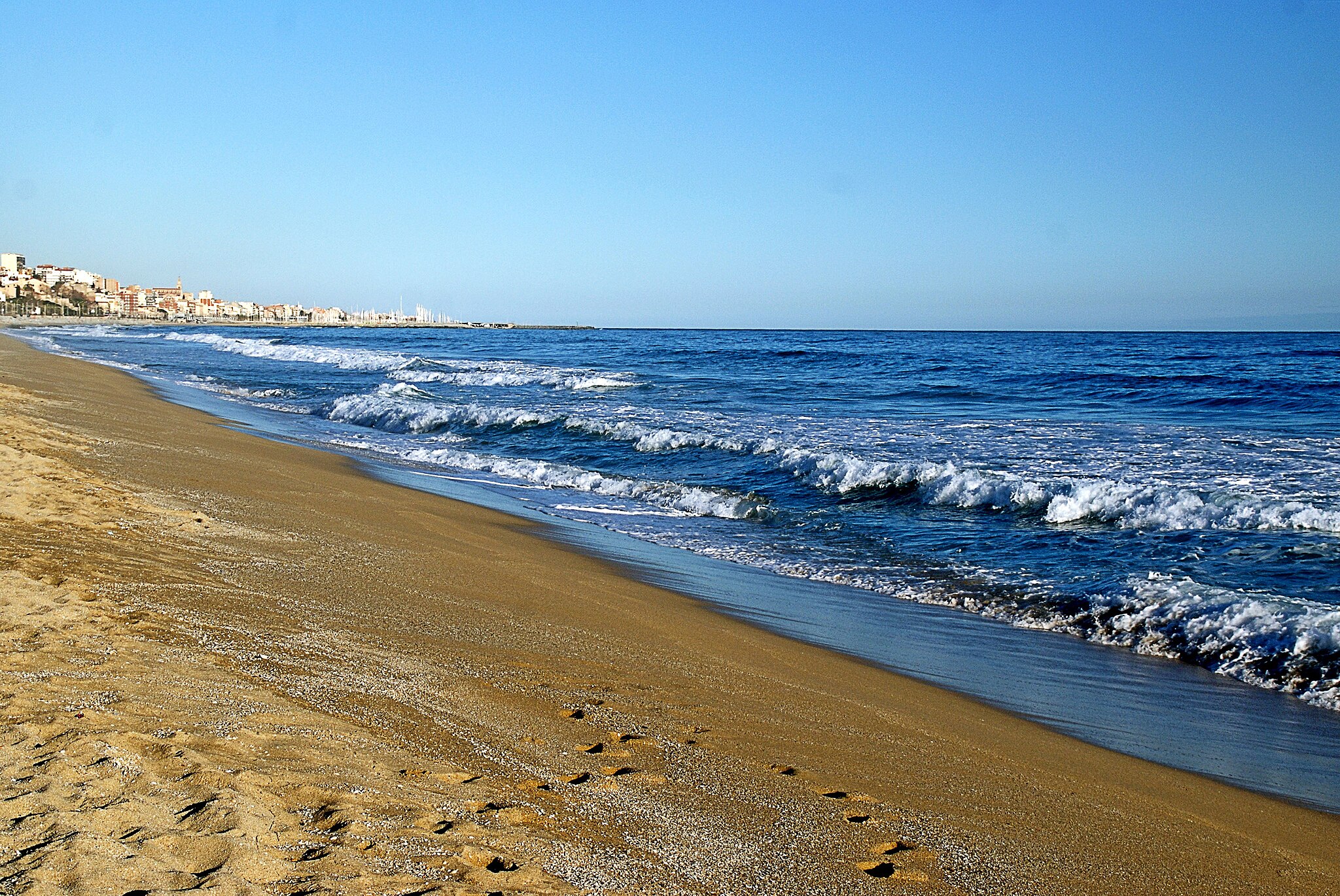 Mejores playas para ir con perros en Barcelona