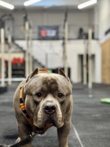 Bfactory Crossfit, deporte y comunidad en Barcelona